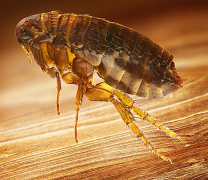 Как обработать ковер, чтобы избавиться от блох в домашних условиях