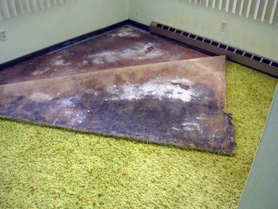 Чистка ковра от плесени