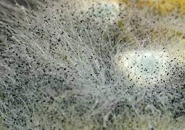 Чистка ковра от плесени