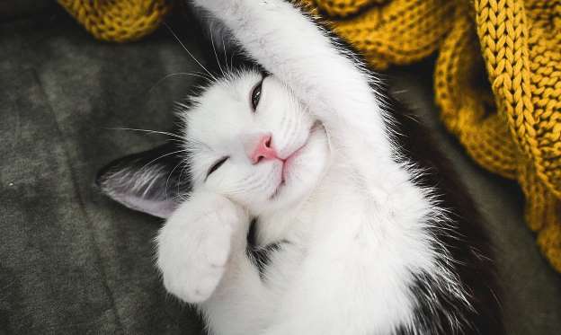 Избавление от запаха мочи