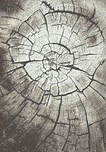 IBIZA 2864 BROWN-GRAY