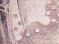 ISFAHAN Walencja sand