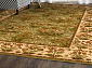 ISFAHAN OLANDIA olive