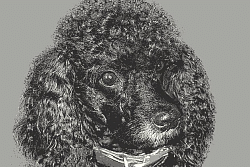 Детский ковер Звездный Пудель