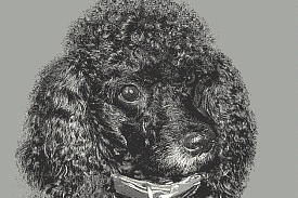 Детский ковер Звездный Пудель