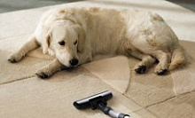 Как очистить ковер от шерсти домашних животных — 12 способов